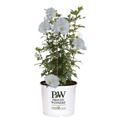 Proven Winners 2 gal. White Pillar Hibiscus Shrub