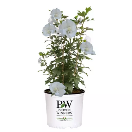 Proven Winners 2 gal White pillar hibiscus shrub in pot Bushes