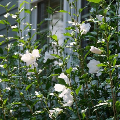 Image showing  2 gal. Potted White Pillar Hibiscus Shrub Bush