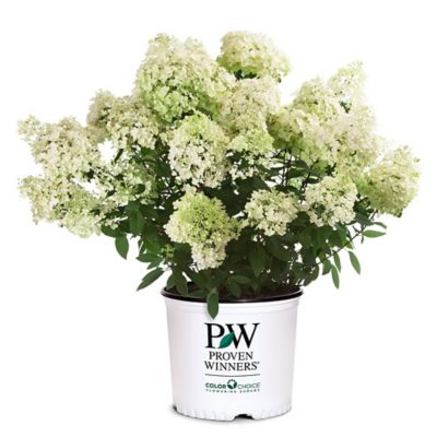 Proven Winners 2 gal. Potted Bobo Hydrangea Shrub