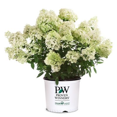 Proven Winners 2 gal. Bobo Hydrangea Shrub