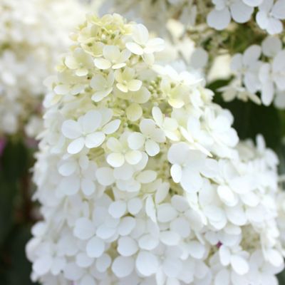 Image showing  2 gal. Potted Bobo Hydrangea Shrub