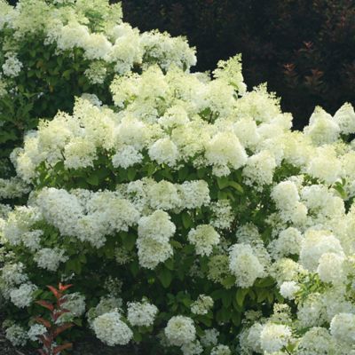 Image showing  2 gal. Potted Bobo Hydrangea Shrub