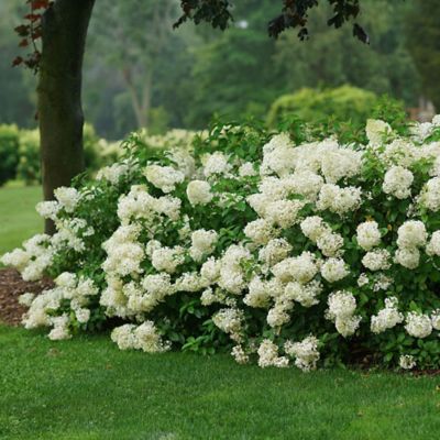 Image showing  2 gal. Potted Bobo Hydrangea Shrub