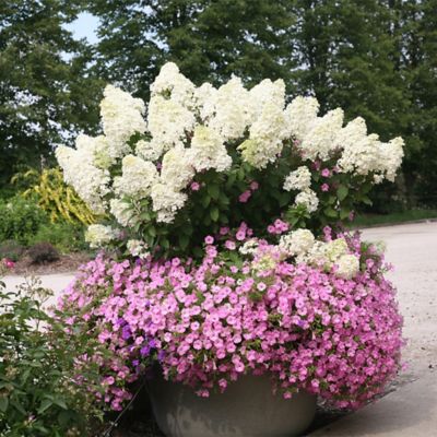 Image showing  2 gal. Potted Bobo Hydrangea Shrub