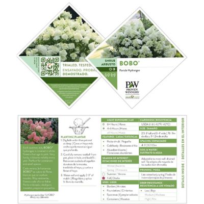 Image showing 5 th Proven Winners 2 gal. Potted White Bobo Hydrangea Shrub Bush