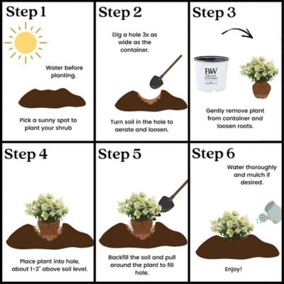 Image showing 8 th Proven Winners 2 gal. Potted White Bobo Hydrangea Shrub Bush