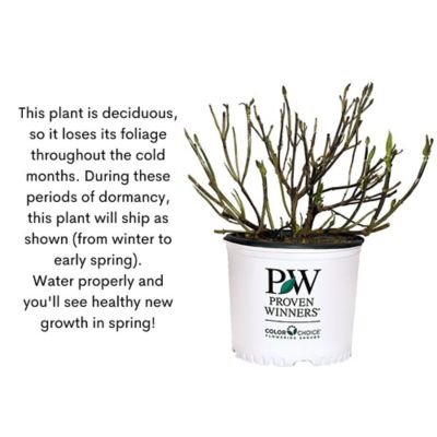 Image showing 9 th Proven Winners 2 gal. Potted White Bobo Hydrangea Shrub Bush