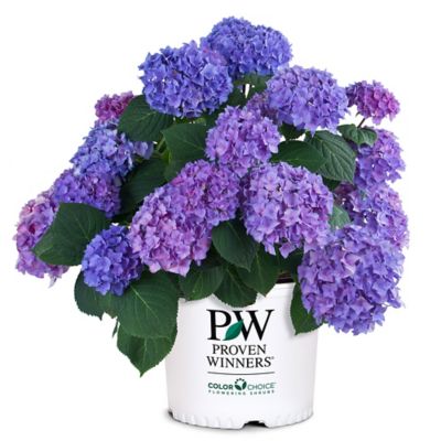 Proven Winners 2 gal. Potted Blue Let's Dance Rhythmic Hydrangea Shrub