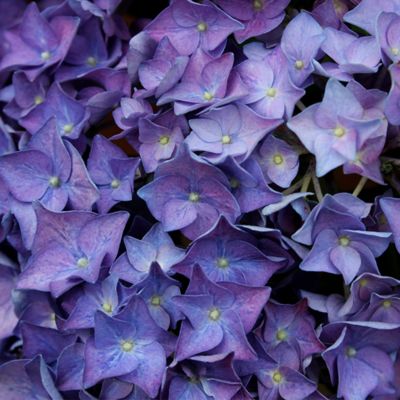Image showing  2 gal. Potted Blue Let's Dance Rhythmic Hydrangea Shrub