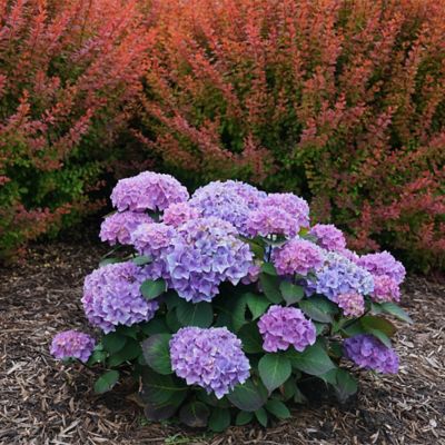 Image showing  2 gal. Potted Blue Let's Dance Rhythmic Hydrangea Shrub