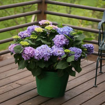 Image showing  2 gal. Potted Blue Let's Dance Rhythmic Hydrangea Shrub