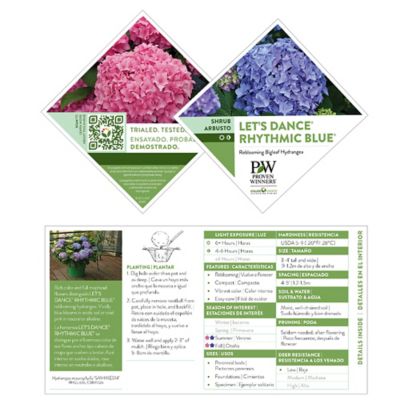 Image showing 5 th Proven Winners 2 gal. Potted Blue Let's Dance Rhythmic Hydrangea Shrub