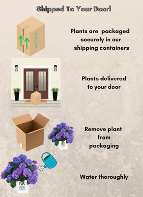 Image showing 7 th Proven Winners 2 gal. Potted Blue Let's Dance Rhythmic Hydrangea Shrub