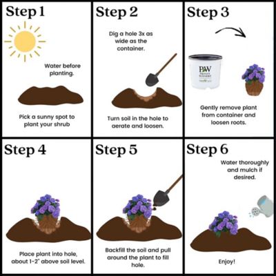 Image showing 8 th Proven Winners 2 gal. Potted Blue Let's Dance Rhythmic Hydrangea Shrub