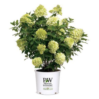 Image of Limelight hydrangea shrub image 2