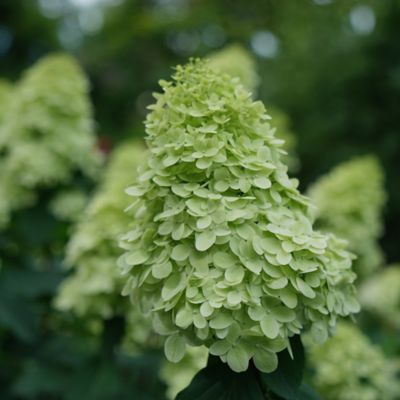 Image showing  2 gal. Potted Limelight Prime Hydrangea Shrub