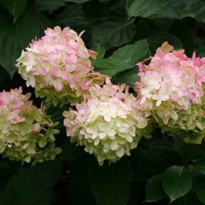Image showing  2 gal. Potted Limelight Prime Hydrangea Shrub