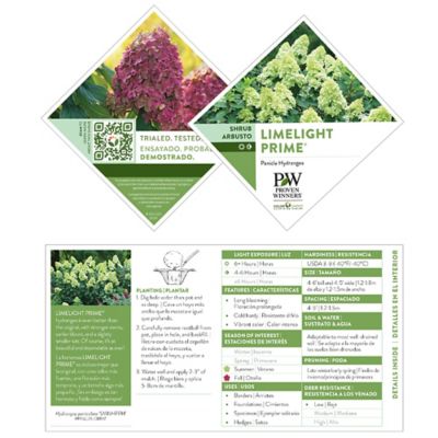 Image showing 5 th Proven Winners 2 gal. Potted Pink/Red Limelight Prime Hydrangea Shrub Bush