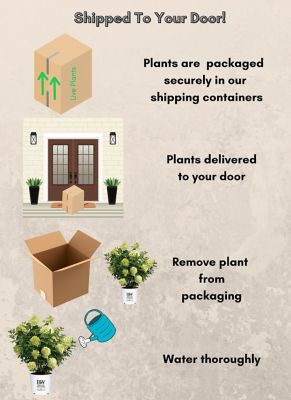 Image showing 7 th Proven Winners 2 gal. Potted Pink/Red Limelight Prime Hydrangea Shrub Bush