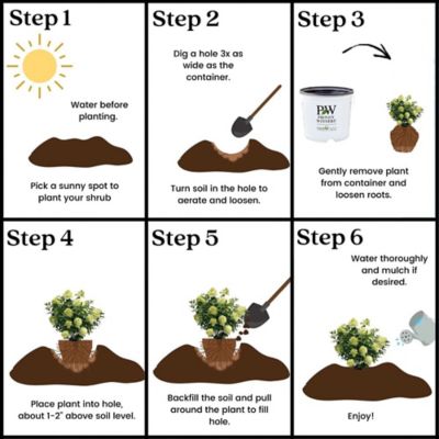 Image showing 8 th Proven Winners 2 gal. Potted Pink/Red Limelight Prime Hydrangea Shrub Bush
