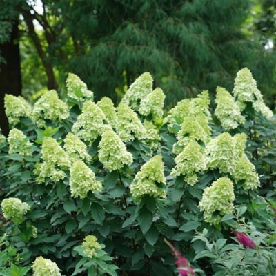 Image showing  5 gal. Potted Limelight Prime Perennial Hydrangea Shrub