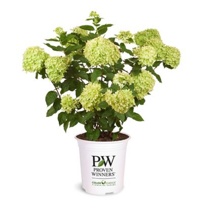 Proven Winners 2 gal. Potted Little Lime Hydrangea Shrub