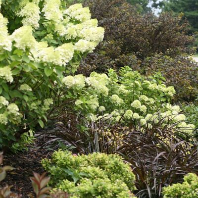 Image showing  2 gal. Potted Little Lime Hydrangea Shrub