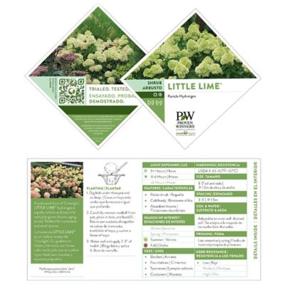 Image showing  2 gal. Potted Little Lime Hydrangea Shrub