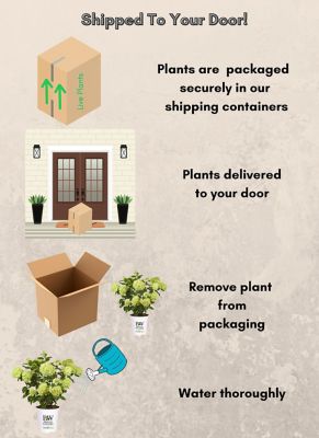 Image showing 6 th Proven Winners 2 gal. Potted Little Lime Hydrangea Shrub