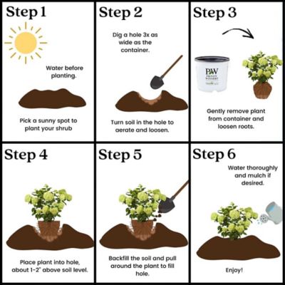 Image showing 7 th Proven Winners 2 gal. Potted Little Lime Hydrangea Shrub
