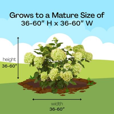 Image showing 8 th Proven Winners 2 gal. Potted Little Lime Hydrangea Shrub