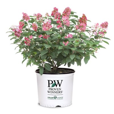 Proven Winners 2 gal. Potted Little Quick Fire Hydrangea Shrub