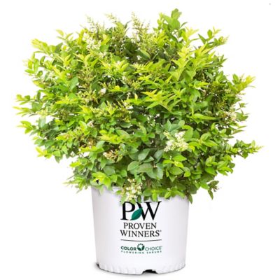 Proven Winners 2 gal. Potted Golden Ticket Ligustrum Shrub