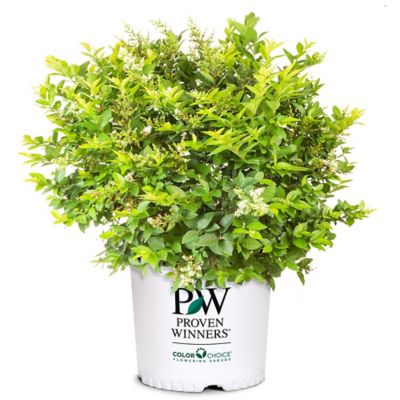 Proven Winners 2 gal. Ligustrum Golden Ticket Shrub