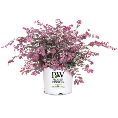 Proven Winners 2 gal. Potted Loropetalum Jazz Hands Variegated Shrub