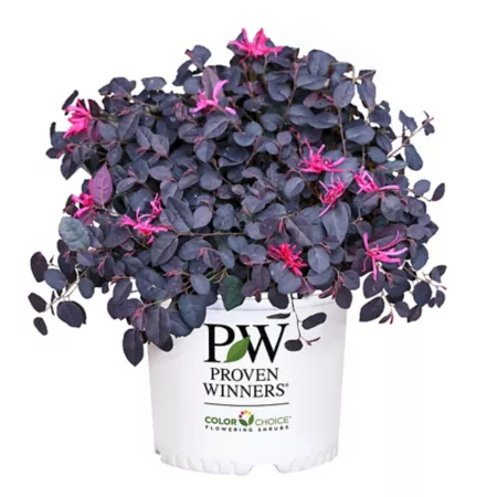 Proven Winners 2 gal Loropetalum Jazz Hands Mini Shrub in Pot Bushes