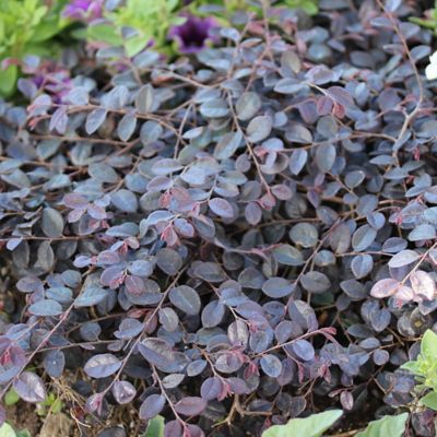 Image showing  2 gal. Potted Jazz Hands Mini Loropetalum Shrub