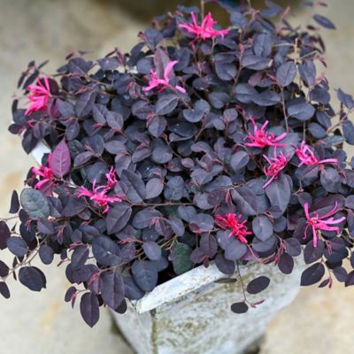 Image showing  2 gal. Potted Jazz Hands Mini Loropetalum Shrub