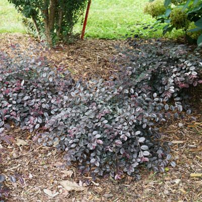 Image showing  2 gal. Potted Jazz Hands Mini Loropetalum Shrub