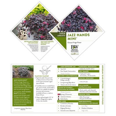 Image showing  2 gal. Potted Jazz Hands Mini Loropetalum Shrub