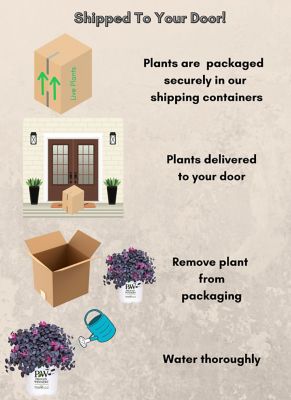 Image showing 6 th Proven Winners 2 gal. Potted Jazz Hands Mini Loropetalum Shrub