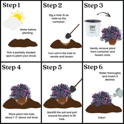 Image showing 7 th Proven Winners 2 gal. Potted Jazz Hands Mini Loropetalum Shrub