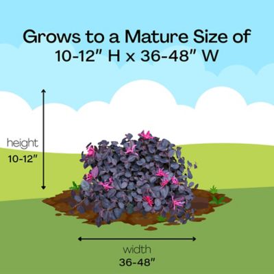 Image showing 8 th Proven Winners 2 gal. Potted Jazz Hands Mini Loropetalum Shrub