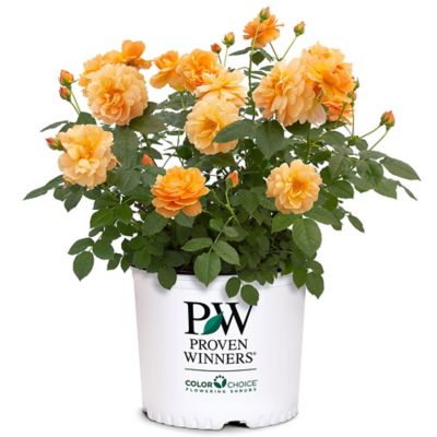 Proven Winners 2 gal. Potted At Last Rose Plant