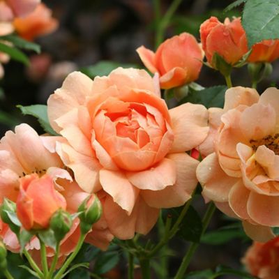 Image showing  2 gal. Orange Potted At Last Rose Shrub Bush