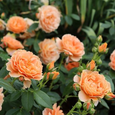 Image showing  2 gal. Orange Potted At Last Rose Shrub Bush