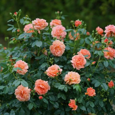 Image showing  2 gal. Orange Potted At Last Rose Shrub Bush