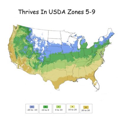 Image showing 5 th Proven Winners 2 gal. Orange Potted At Last Rose Shrub Bush