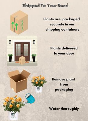 Image showing 6 th Proven Winners 2 gal. Orange Potted At Last Rose Shrub Bush